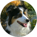 steven shimotani profile picture